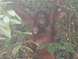 Kelahiran Bayi Orangutan, Harapan Baru Kelestarian Orangutan Kalimantan