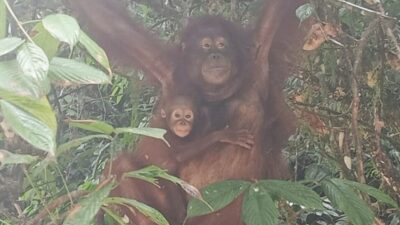 Kelahiran Bayi Orangutan, Harapan Baru Kelestarian Orangutan Kalimantan