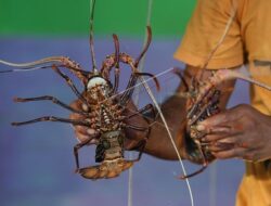 Awas! Budi Daya Lobster Turun Gegara Revisi Kebijakan Ekspor