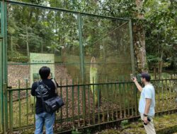 Mumpung Mekar, Warga Cianjur Bisa Menikmati Bunga Bangkai Raksasa di Kebun Raya Cibodas