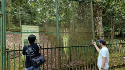 Mumpung Mekar, Warga Cianjur Bisa Menikmati Bunga Bangkai Raksasa di Kebun Raya Cibodas