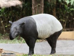 Wah Ada Tapir Asia di Bali Zoo, Waktunya Healing!