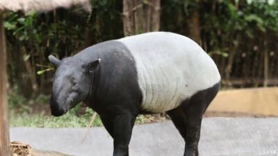 Wah Ada Tapir Asia di Bali Zoo, Waktunya Healing!