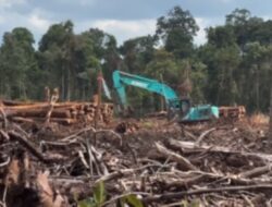 Temuan Depati Project, Negara Legitimasi Deforestasi di Kalimantan Barat