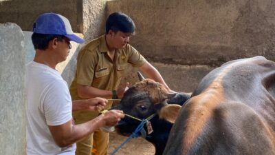 Dinas Peternakan Cianjur Gencar Lakukan Pengecekan Kesehatan Hewan Kurban