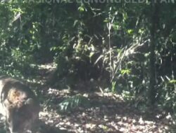 Dua Ekor Macan Tutul Terekam Kamera di Kawasan TN Gede Pangrango