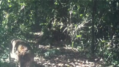 Dua Ekor Macan Tutul Terekam Kamera di Kawasan TN Gede Pangrango