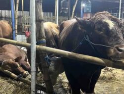 Harga Jumbo Sapi ‘Monster’ Langganan Pejabat