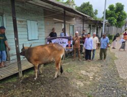 SBR Salurkan 21 Ekor Sapi Kurban Untuk Masyarakat Kalimantan Selatan