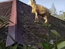 Viral, Domba Kurban Kabur Lompat ke Atap Rumah Hendak Disembelih di Cianjur