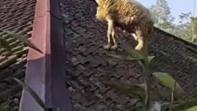 Viral, Domba Kurban Kabur Lompat ke Atap Rumah Hendak Disembelih di Cianjur