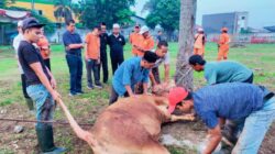 Permata MHT berkurban sebanyak 8 ekor sapi dan 2 ekor kambing menyambut momentum Hari Raya Iduladha 1445 H - apakabar.co.id