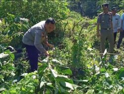 Pihak Kecamatan bersama TNI-Polri Musnahkan Pohon Kecubung di Cianjur