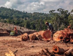 Hutan Gorontalo Terancam Deforestasi di Tengah Proyek Transisi Energi