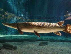 Alasan Ikan Alligator Gar Dilarang di Perairan Indonesia