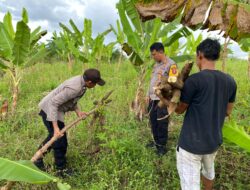 Inspiratif, Polisi di Batu Engau Bertani Dukung Asta Cita Prabowo