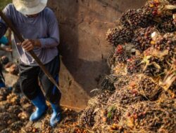 IJMI Dorong Perbaikan Perlindungan Pekerja di Sektor Sawit