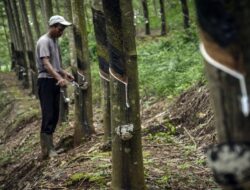 Jadikan Karet Alam Hebat Kembali