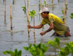 Dukungan Warga RI untuk Aksi Iklim Tertinggi di Dunia