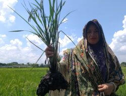 Lahan Mati, Nafas Tersengal: Jerit Warga di Lumbung Pangan Kalsel