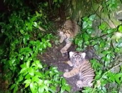 Harapan Baru dari Rimba, Lahirnya Bayi Harimau Sumatera dan Tanda Kehidupan Badak Jawa