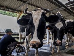 APSPI Beri Catatan soal Penghapusan Kuota Impor Sapi