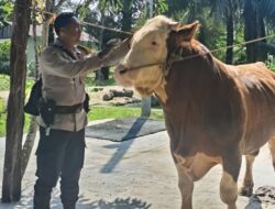 Sapi Brigadir Toni jadi Hewan Kurban Presiden Prabowo di Iduladha 2025