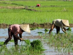 Cegah Krisis, Akademisi UGM Ingatkan Perlunya Regenerasi Petani