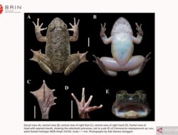 BRIN Temukan Dua Spesies Katak Baru di Pegunungan Meratus Kalimatan