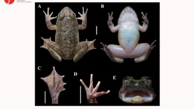 BRIN Temukan Dua Spesies Katak Baru di Pegunungan Meratus Kalimatan