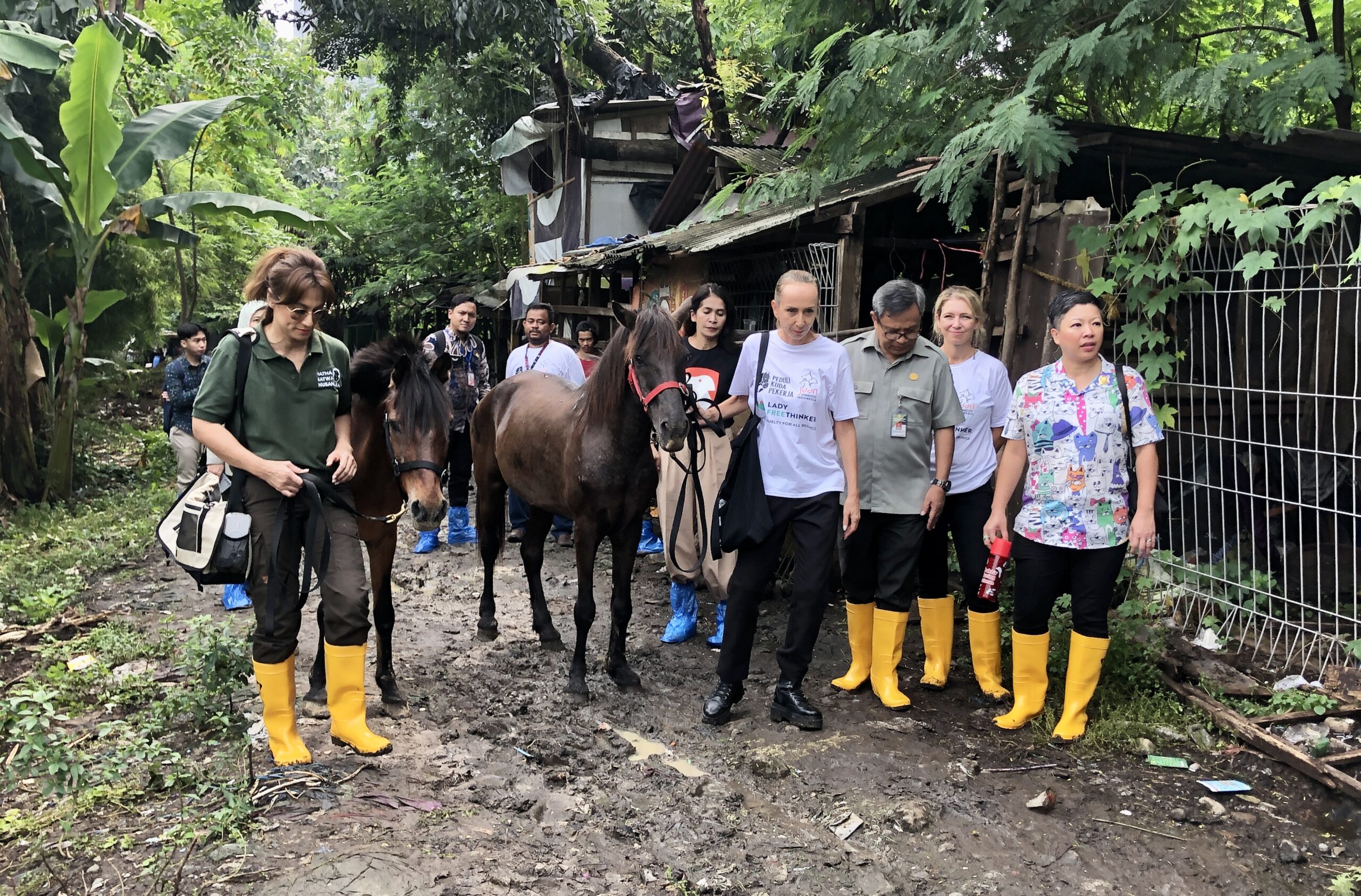 JAAN Domestic Foundation menghadirkan klinik berjalan gratis untuk kuda delman di Indonesia - apakabar.co.id