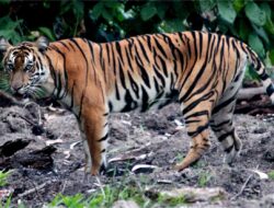 Menjaga Harmoni Hutan: Pelestarian Harimau Sumatra Lewat Kearifan Lokal
