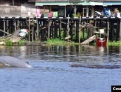 Wacana Hauling Laut Gubernur Kaltim Ancaman Kepunahan Pesut